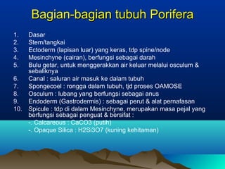 Bagian-bagian tubuh PoriferaBagian-bagian tubuh Porifera
1. Dasar
2. Stem/tangkai
3. Ectoderm (lapisan luar) yang keras, tdp spine/node
4. Mesinchyne (cairan), berfungsi sebagai darah
5. Bulu getar, untuk menggerakkan air keluar melalui osculum &
sebaliknya
6. Canal : saluran air masuk ke dalam tubuh
7. Spongecoel : rongga dalam tubuh, tjd proses OAMOSE
8. Osculum : lubang yang berfungsi sebagai anus
9. Endoderm (Gastrodermis) : sebagai perut & alat pernafasan
10. Spicule : tdp di dalam Mesinchyne, merupakan masa pejal yang
berfungsi sebagai penguat & bersifat :
-. Calcareous : CaCO3 (putih)
-. Opaque Silica : H2Si3O7 (kuning kehitaman)
 