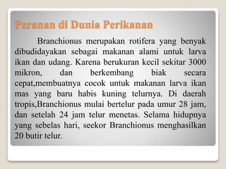 Peranan di Dunia Perikanan
Branchionus merupakan rotifera yang benyak
dibudidayakan sebagai makanan alami untuk larva
ikan dan udang. Karena berukuran kecil sekitar 3000
mikron, dan berkembang biak secara
cepat,membuatnya cocok untuk makanan larva ikan
mas yang baru habis kuning telurnya. Di daerah
tropis,Branchionus mulai bertelur pada umur 28 jam,
dan setelah 24 jam telur menetas. Selama hidupnya
yang sebelas hari, seekor Branchionus menghasilkan
20 butir telur.
 