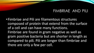 FIMBRIAE AND PILI
•Fimbriae and Pili are filamentous structures
composed of protein that extend from the surface
of a cell and can have many functions.
Fimbriae are found in gram negative as well as
gram positive bacteria but are shorter in length as
compared to pili. Pili are longer than fimbriae and
there are only a few per cell.
 