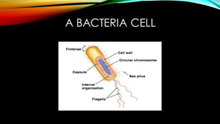 A BACTERIA CELL
 