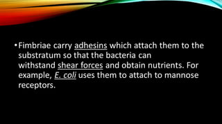 •Fimbriae carry adhesins which attach them to the
substratum so that the bacteria can
withstand shear forces and obtain nutrients. For
example, E. coli uses them to attach to mannose
receptors.
 