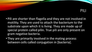 PILI
•Pili are shorter than flagella and they are not involved in
motility. They are used to attach the bacterium to the
substrate upon which it is living. They are made up of
special protein called pilin. True pili are only present on
gram negative bacteria.
•They are primarily involved in the mating process
between cells called conjugation in [bacteria].
 