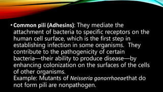 •Common pili (Adhesins): They mediate the
attachment of bacteria to specific receptors on the
human cell surface, which is the first step in
establishing infection in some organisms. They
contribute to the pathogenicity of certain
bacteria—their ability to produce disease—by
enhancing colonization on the surfaces of the cells
of other organisms.
Example: Mutants of Neisseria gonorrhoeaethat do
not form pili are nonpathogen.
 