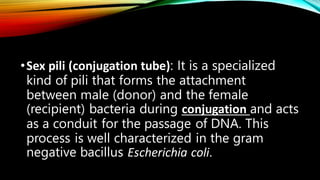 •Sex pili (conjugation tube): It is a specialized
kind of pili that forms the attachment
between male (donor) and the female
(recipient) bacteria during conjugation and acts
as a conduit for the passage of DNA. This
process is well characterized in the gram
negative bacillus Escherichia coli.
 