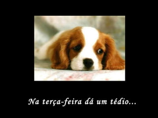 Na terça-feira dá um tédio... 