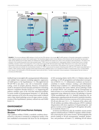 Figure 2 | The immune deficiency (IMD) pathway in fruit fly and the TNF pathway in the mouse. (A) The IMD pathway in Drosophila melanogaster is activated by
Gram-negative bacteria and certain Gram-positive bacilli. The intracellular adaptor protein immune deficiency (Imd) interacts with the Drosophila Fas-associated
death domain (dFADD) and the death-related ced-3/Nedd2-like caspase (DREDD) that cleaves Imd, which is then activated by K63 ubiquitination. This leads to the
activation of the transforming growth factor beta activated kinase 1 (TAK1) that in turn activates the D. melanogaster inhibitor of kinase kinase ß and γ complex
(dmIKKßγ). Activation results in the translocation of the nuclear factor-kappa B (NF-κB) transcription factor Relish (Rel) Dorsal to the nucleus which induces the
transcription of antimicrobial peptide (AMP) genes, such as Diptericin. (B) The tumor necrosis factor (TNF) pathway in M. musculus is activated by TNF alpha
(TNF-α) which binds and activates the transmembrane receptors R1 (TNFR1) and recruits the receptor-interacting protein (RIP) and TNF receptor-associated factor 2
(TRAF2). TRAF2 employs mitogen-activated protein kinase kinase kinase 3 (MEKK3) which in turn activates the inhibitor of kinase kinase ß and γ complex (IKKßγ),
which results to the translocation of NF-κB transcription factors p50 and Rel A. The latter translocation induces expression of several genes that are involved to
immunity and inflammation.
4
Jones and Kounatidis NF-κB and Alzheimer Disease
Frontiers in Immunology  |  www.frontiersin.org December 2017 | Volume 8 | Article 1805
feedback loop in microglial cells causing perpetual inflammation
and multiple brain responses including epigenetic suppression
of GnRH genes in the hypothalamus (14). Microglial-derived
NF-κB-TNF-α axis plays a key role in homeostatic synaptic
scaling, a form of synaptic plasticity. However, overexpression
results in disrupted neuronal networks and behavior mimicking
obsessive–compulsive disorder (OCD) (43, 44). Suppressing this
pathway mediates some of the OCD-like behavioral problems
in mouse models of frontotemporal dementia (44). Specifically,
under-expression of NF-κB in the mouse brain results in delayed
onset of age-related pathology across all organ systems via pres-
ervation of the hypothalamic–pituitary–adrenal axis and GnRH
levels (14).
ENVIRONMENT
Neuronal Cell Lines/Human Autopsy
Studies
Type 2 diabetes mellitus (T2DM), a metabolic condition charac-
terized by a decrease in sensitivity to endogenous insulin, is the
best established environmental risk factor for the development
of AD, increasing relative risk by 50% (45). Diabetes induces Aβ
pathology via NF-κB upregulation and independent overexpres-
sion of BACE1 (46, 47). Inflammatory mediators are known to
contribute to insulin resistance creating a pro-inflammatory
feedback loop in diabetes (48). Administering advanced glyca-
tion end products that mimic diabetic driven pathology results
in elevated BACE1 and consequent NF-κB overexpression in
both rat brains in vivo and neuroblastoma cells lines (49). NF-κB
suppression using Adiponectin rescues Aβ pathology in human
T2DM neuroblastoma cells (50). Similarly, leukotriene D4, an
inflammatory signaling molecule elevated in metabolic disorders,
induces Aβ synthesis in primary neurons at 24 h with increases in
NF-κB seen after just 1 h (51, 52). Treatment of the culture with
NF-κB inhibitor pyrrolidine dithiocarbamate (PDTC) inhibited
Aβ generation with down regulation of Aβ generating beta- and
gamma-secretase activity suggesting NF-κB regulates Aβ synthe-
sis in metabolic disease (52).
In human neuroblastoma cells, the metabolic enzyme protein
arginine methyltransferase 5 (PRMT5) regulates cellular metabo-
lism, protecting the cell in times of stress. Aβ downregulates this
process leading to NF-κB overexpression, metabolic dysfunc-
tion, and premature cell death (53). Inhibiting NF-κB reduces
 