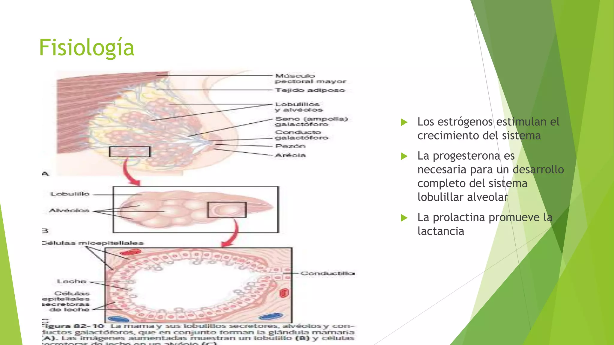 ANATOMIA_DE_MAMA.pptx