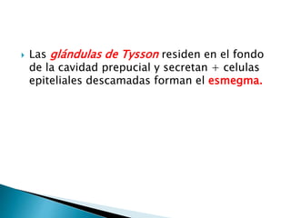  Las glándulas de Tysson residen en el fondo
de la cavidad prepucial y secretan + celulas
epiteliales descamadas forman el esmegma.
 