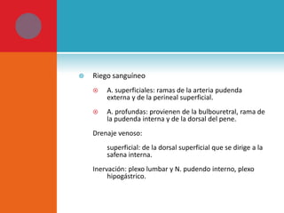 

Riego sanguíneo


A. superficiales: ramas de la arteria pudenda
externa y de la perineal superficial.



A. profundas: provienen de la bulbouretral, rama de
la pudenda interna y de la dorsal del pene.

Drenaje venoso:
superficial: de la dorsal superficial que se dirige a la
safena interna.
Inervación: plexo lumbar y N. pudendo interno, plexo
hipogástrico.

 