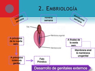 2. E MBRIOLOGÍA
novena
semana

A principios
de la cuarta
sem.

A principios
tubérculo
genital

A finales de
la sexta
sem.
Membrana anal
& membrana
urogenital
Falo
Primitivo

Desarrollo de genitales externos

 