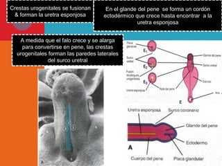 Crestas urogenitales se fusionan
& forman la uretra esponjosa

En el glande del pene se forma un cordón
ectodérmico que crece hasta encontrar a la
uretra esponjosa

A medida que el falo crece y se alarga
para convertirse en pene, las crestas
urogenitales forman las paredes laterales
del surco uretral

 