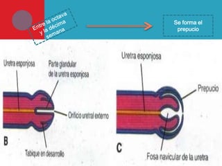Se forma el
prepucio

 