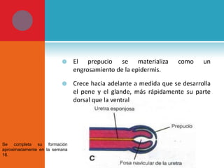 

El prepucio se materializa
engrosamiento de la epidermis.



Crece hacia adelante a medida que se desarrolla
el pene y el glande, más rápidamente su parte
dorsal que la ventral

Se completa su formación
aproximadamente en la semana
16.

como

un

 