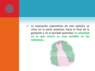 

La separación espontánea de este epitelio, se
inicia en la parte proximal, hacia el final de la
gestación y en el periodo postnatal, la velocidad
en la que ocurre es muy variable en los
individuos.

 
