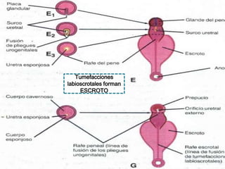 Tumefacciones
labioscrotales forman
ESCROTO

 