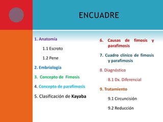 ENCUADRE
1. Anatomía
1.1 Escroto
1.2 Pene
2. Embriología
3. Concepto de Fimosis
4. Concepto de parafimosis

5. Clasificación de Kayaba

6. Causas de fimosis y
parafimosis
7. Cuadro clínico de fimosis
y parafimosis
8. Diagnóstico
8.1 Dx. Diferencial
9. Tratamiento
9.1 Circuncisión
9.2 Reducción

 