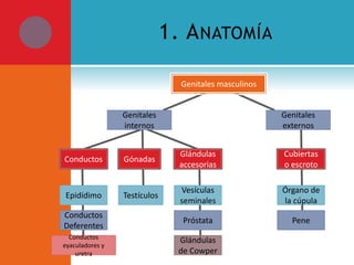 1. A NATOMÍA
Genitales masculinos
Genitales
internos

Genitales
externos

Conductos

Gónadas

Glándulas
accesorias

Cubiertas
o escroto

Epidídimo

Testículos

Vesículas
seminales

Órgano de
la cúpula

Conductos
Deferentes

Próstata

Pene

Conductos
eyaculadores y
uretra

Glándulas
de Cowper

 