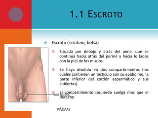 1.1 E SCROTO


Escroto (scrotum, bolsa)


Situada por debajo y atrás del pene, que se
continúa hacia atrás del periné y hacia lo lados
con la piel de los muslos.



Se haya dividido en dos compartimientos (los
cuales contienen un testículo con su epidídimo, la
parte inferior del cordón espermático y sus
cubiertas).



El compartimiento izquierdo cuelga más que el
derecho.

 