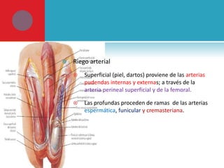 

Riego arterial


Superficial (piel, dartos) proviene de las arterias
pudendas internas y externas; a través de la
arteria perineal superficial y de la femoral.



Las profundas proceden de ramas de las arterias
espermática, funicular y cremasteriana.

 