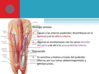 

Drenaje venoso






Siguen a las arterias pudendas; desembocan en la
femoral y en la safena interna
Algunas se anastomosan con las venas dorsales
del pene y de ahí a la vena pudenda interna.

Inervación


Es sensitiva y motora a través del pudendo
interno, por sus ramas abdominogenitales y
genitocrurales.

 