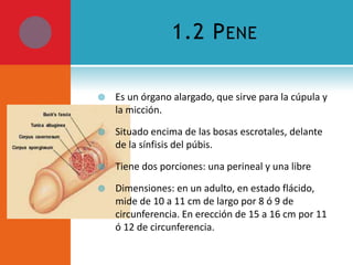 1.2 P ENE


Es un órgano alargado, que sirve para la cúpula y
la micción.



Situado encima de las bosas escrotales, delante
de la sínfisis del púbis.



Tiene dos porciones: una perineal y una libre



Dimensiones: en un adulto, en estado flácido,
mide de 10 a 11 cm de largo por 8 ó 9 de
circunferencia. En erección de 15 a 16 cm por 11
ó 12 de circunferencia.

 