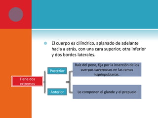 

El cuerpo es cilíndrico, aplanado de adelante
hacia a atrás, con una cara superior, otra inferior
y dos bordes laterales.
Posterior

Raíz del pene, fija por la inserción de los
cuerpos cavernosos en las ramas
isquiopubianas.

Anterior

Lo componen el glande y el prepucio

Tiene dos
extremos

 