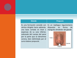 Glande

Prepucio

Es una formación conoide con Es un repliegue tegumentario
vértice dirigido hacia adelante, dispuesto en forma de
una base cortada en bisel a manguito alrededor del glande.
expensas de su cara inferior,
sobresale del cuerpo del pene
por la parte que se denomina
corona, bien delimitada por el
surco balano prepucial.

 
