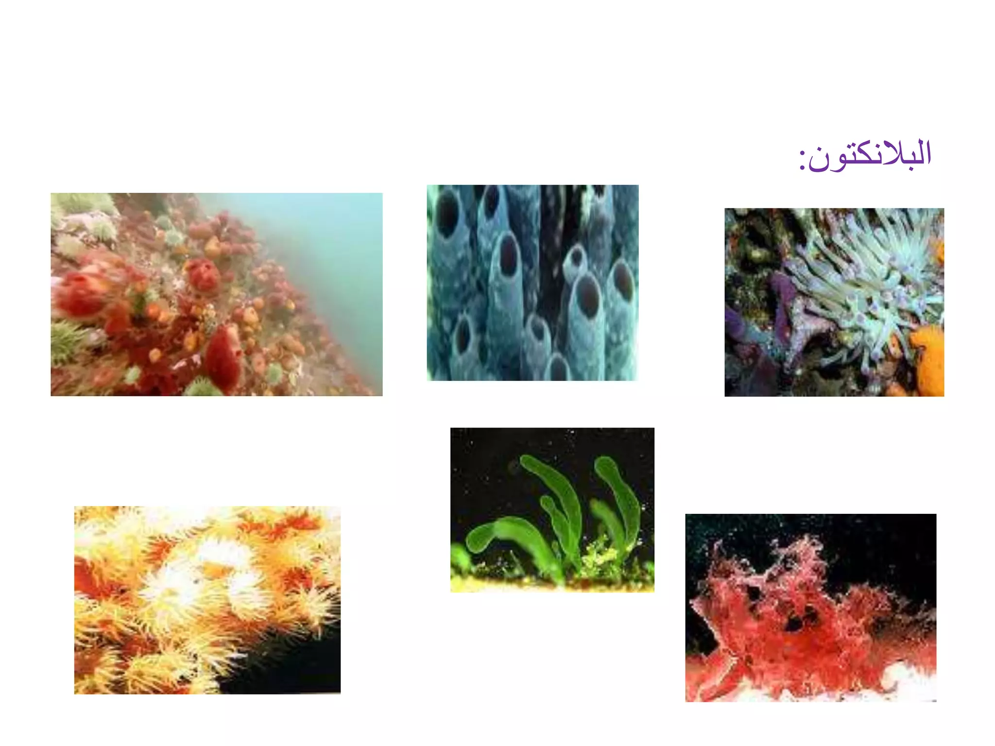‫البالنكتون‬:
 