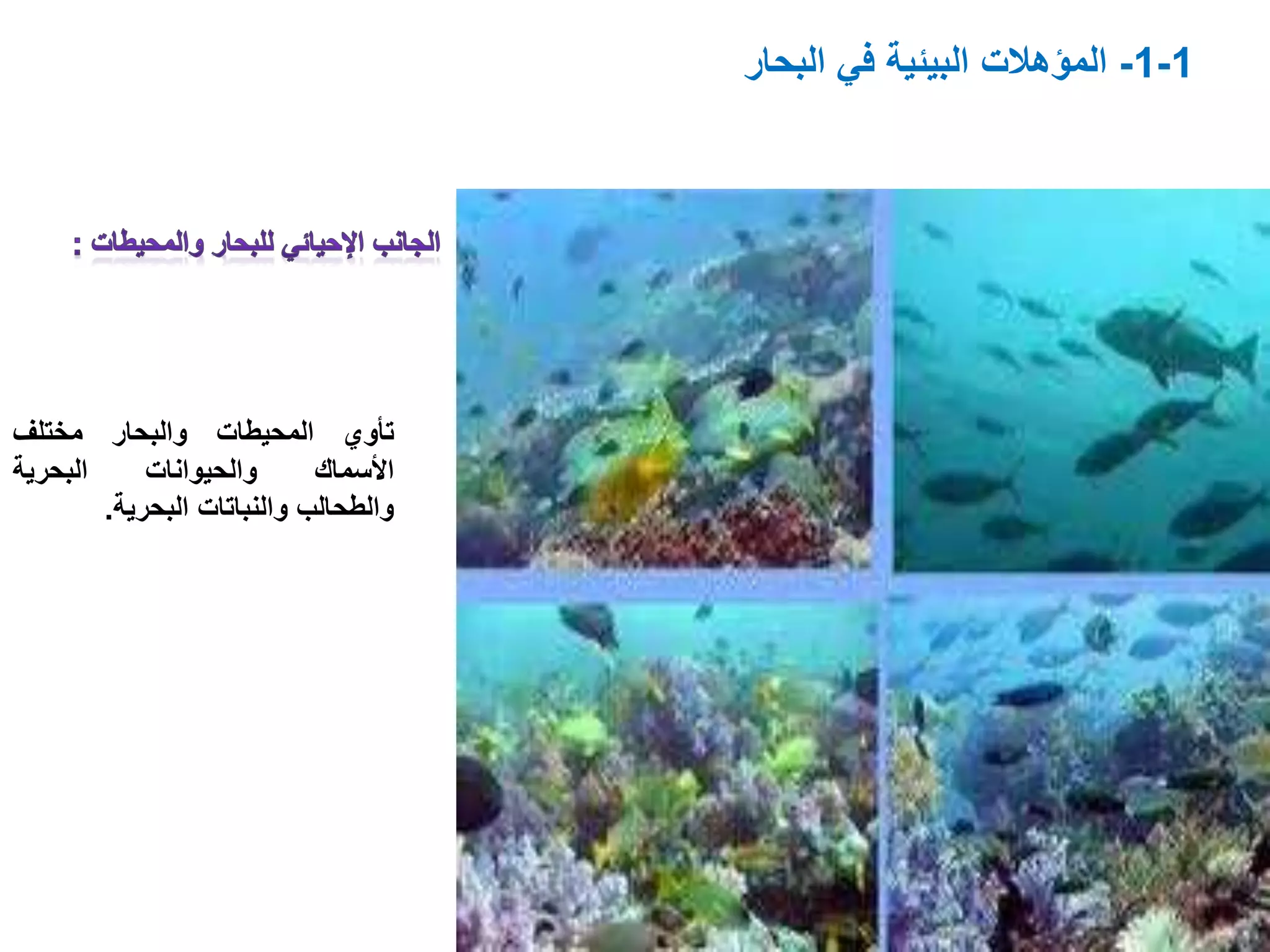 ‫تأوي‬‫المحيطات‬‫والبحار‬‫مختلف‬
‫األسماك‬‫والحيوانات‬‫البحرية‬
‫والطحالب‬‫والنباتات‬‫البحرية‬.
1-1-‫البحار‬ ‫في‬ ‫البيئية‬ ‫المؤهالت‬
 