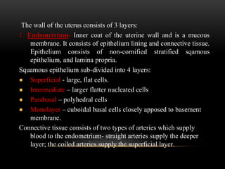 The wall of the uterus consists of 3 layers:
1. Endometrium- Inner coat of the uterine wall and is a mucous
membrane. It consists of epithelium lining and connective tissue.
Epithelium consists of non-cornified stratified sqamous
epithelium, and lamina propria.
Squamous epithelium sub-divided into 4 layers:
Superficial - large, flat cells.
Intermediate – larger flatter nucleated cells
Parabasal – polyhedral cells
Monolayer – cuboidal basal cells closely apposed to basement
membrane.
Connective tissue consists of two types of arteries which supply
blood to the endometrium- straight arteries supply the deeper
layer; the coiled arteries supply the superficial layer.
 