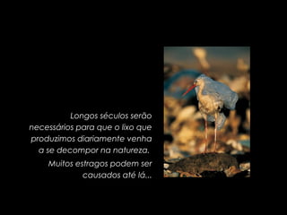 Longos séculos serão necessários para que o lixo que produzimos diariamente venha a se decompor na natureza.  Muitos estragos podem ser causados até lá... 