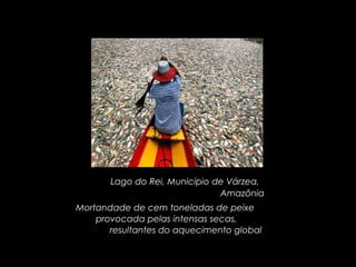 Lago do Rei, Município de Várzea,  Amazônia Mortandade de cem toneladas de peixe  provocada pelas intensas secas,  resultantes do aquecimento global  