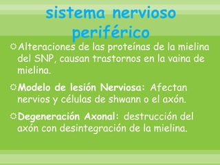 Enfermedades del sistema nervioso periféricoAlteraciones de las proteínas de la mielina del SNP, causan trastornos en la vaina de mielina.Modelo de lesión Nerviosa: Afectan nervios y células de shwann o el axón.Degeneración Axonal: destrucción del axón con desintegración de la mielina.