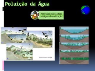 Alteração da qualidade
da água - Eutrofização
 