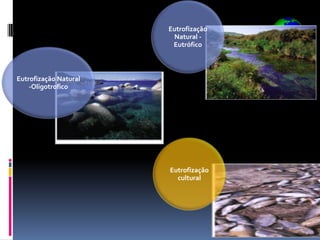 Eutrofização
                        Natural -
                        Eutrófico



Eutrofização Natural
    -Oligotrofico




                       Eutrofização
                         cultural
 