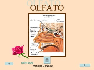 SENTIDOS
        Manuela González
 