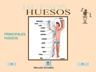 PRINCIPALES
HUESOS




              Manuela González
 