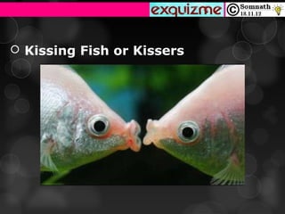  Kissing Fish or Kissers
 