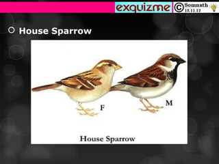  House Sparrow
 