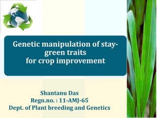 Genetic manipulation of stay-
          green traits
    for crop improvement



            Shantanu Das
        Regn.no. : 11-AMJ-65
Dept. of Plant breeding and Genetics
 
