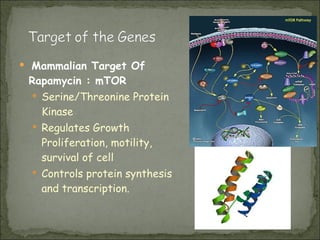 Mammalian Target Of Rapamycin : mTOR Serine/Threonine Protein Kinase Regulates Growth Proliferation, motility, survival of cell Controls protein synthesis and transcription. 