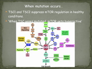 TSC1 and TSC2 suppress mTOR regulation in healthy conditions. ‘ When TSC genes mutated, mTOR gets hyperactive’ 