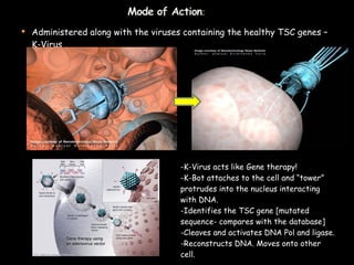 Administered along with the viruses containing the healthy TSC genes – K-Virus  -K-Virus acts like Gene therapy! -K-Bot attaches to the cell and “tower” protrudes into the nucleus interacting with DNA. -Identifies the TSC gene [mutated sequence- compares with the database] -Cleaves and activates DNA Pol and ligase. -Reconstructs DNA. Moves onto other cell. 