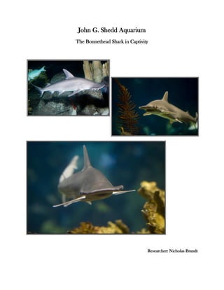 John G. Shedd Aquarium
The Bonnethead Shark in Captivity




                                Researcher: Nicholas Brandt
 