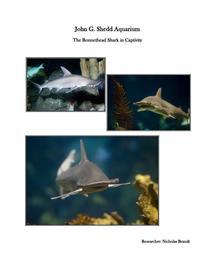 bonnethead shark