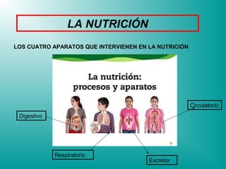 LA NUTRICIÓN
LOS CUATRO APARATOS QUE INTERVIENEN EN LA NUTRICIÓN




                                                      Circulatorio
 Digestivo




             Respiratorio
                                       Excretor
 