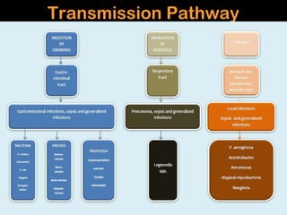 Transmission Pathway
 