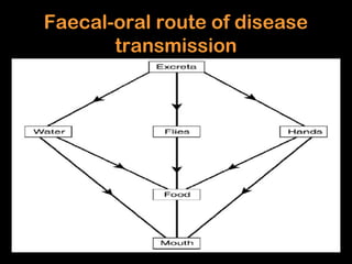 Faecal-oral route of disease
       transmission
 