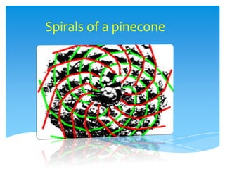 Spirals of a pinecone
 