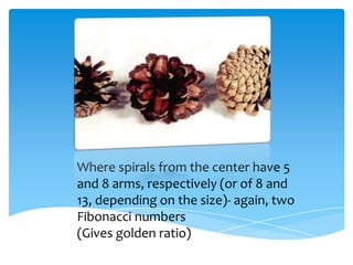 Where spirals from the center have 5
and 8 arms, respectively (or of 8 and
13, depending on the size)- again, two
Fibonacci numbers
(Gives golden ratio)
 